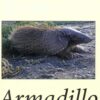Armadillo